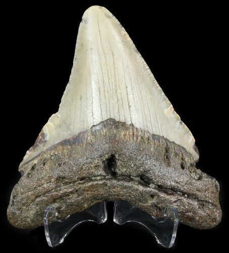Bargain Megalodon Tooth - North Carolina #49529